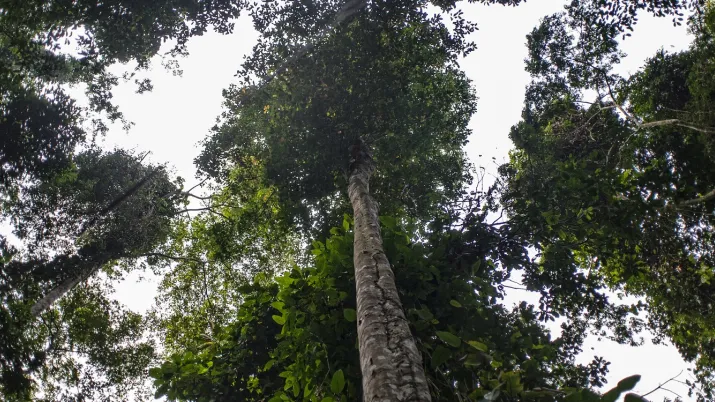 https://www.afd.fr/fr/dossier-forets-AFD