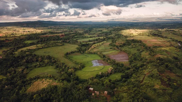 REFORESTATION