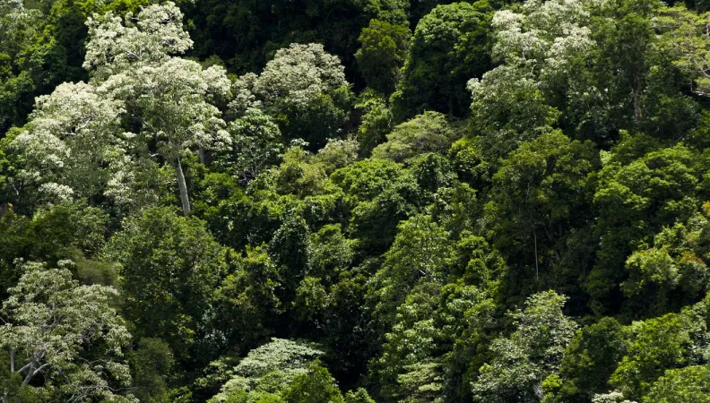 forêt dense