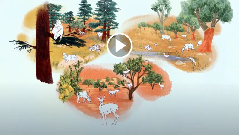 maroc-forets