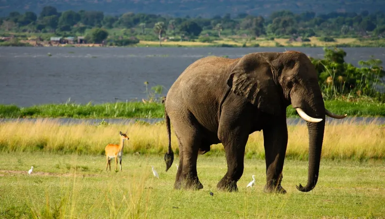 Eléphants Kenya
