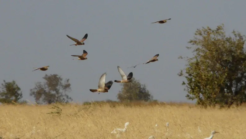 Oiseaux