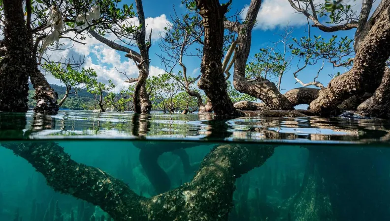 mangroves ffem