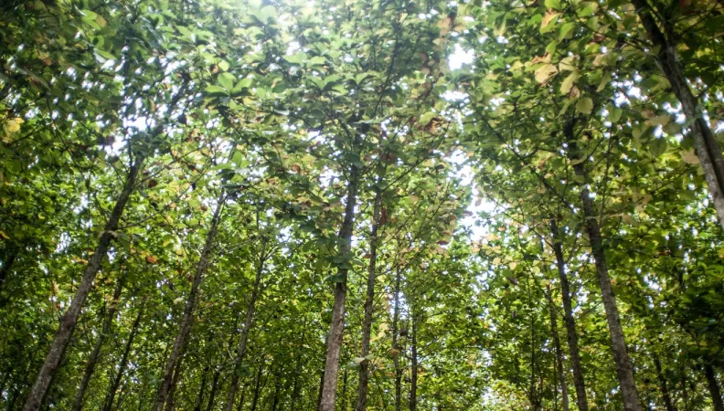 Forêt Mexique