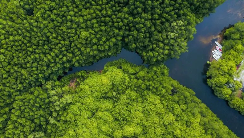 Mangroves Indonésie
