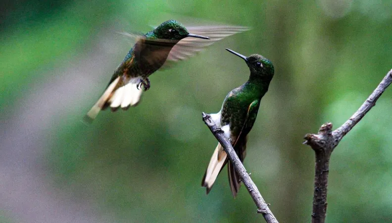 Oiseaux