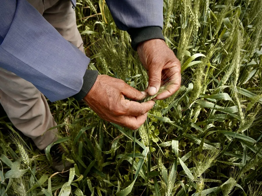 Agriculture Maroc